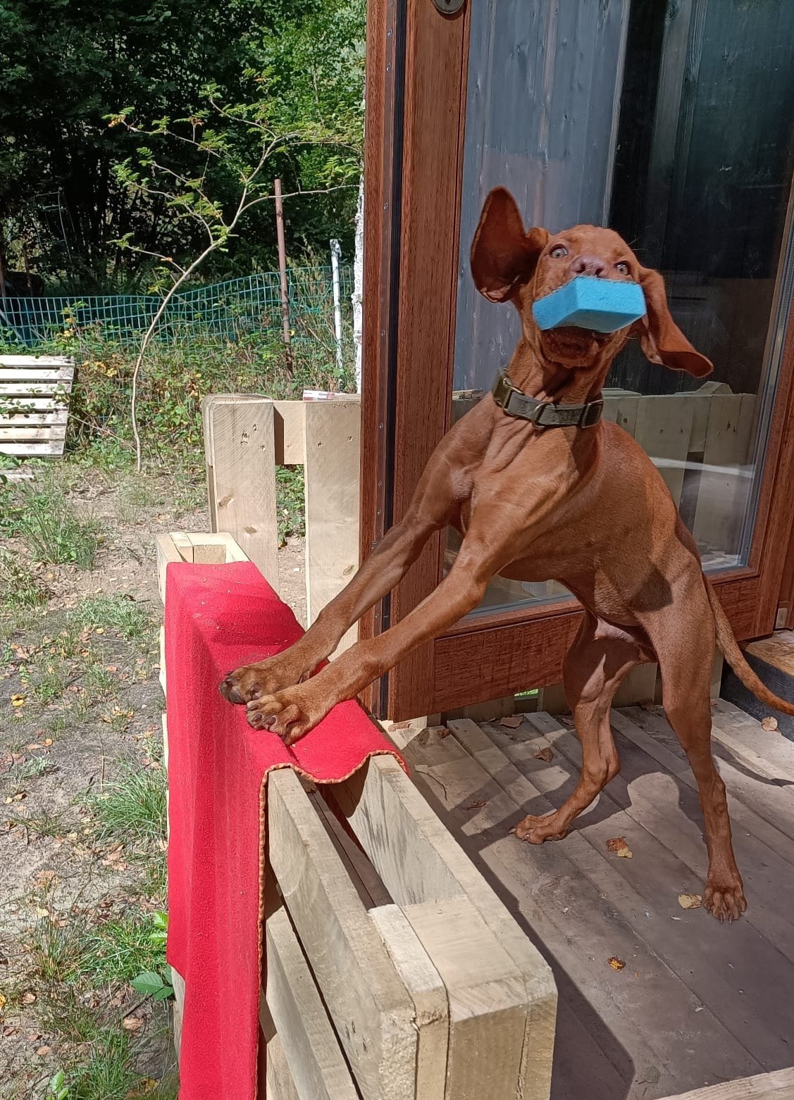 Hond met een blauw voorwerp in zijn bek dat lijkt op een stuk foam, springt op een rode doek op een houten frame.