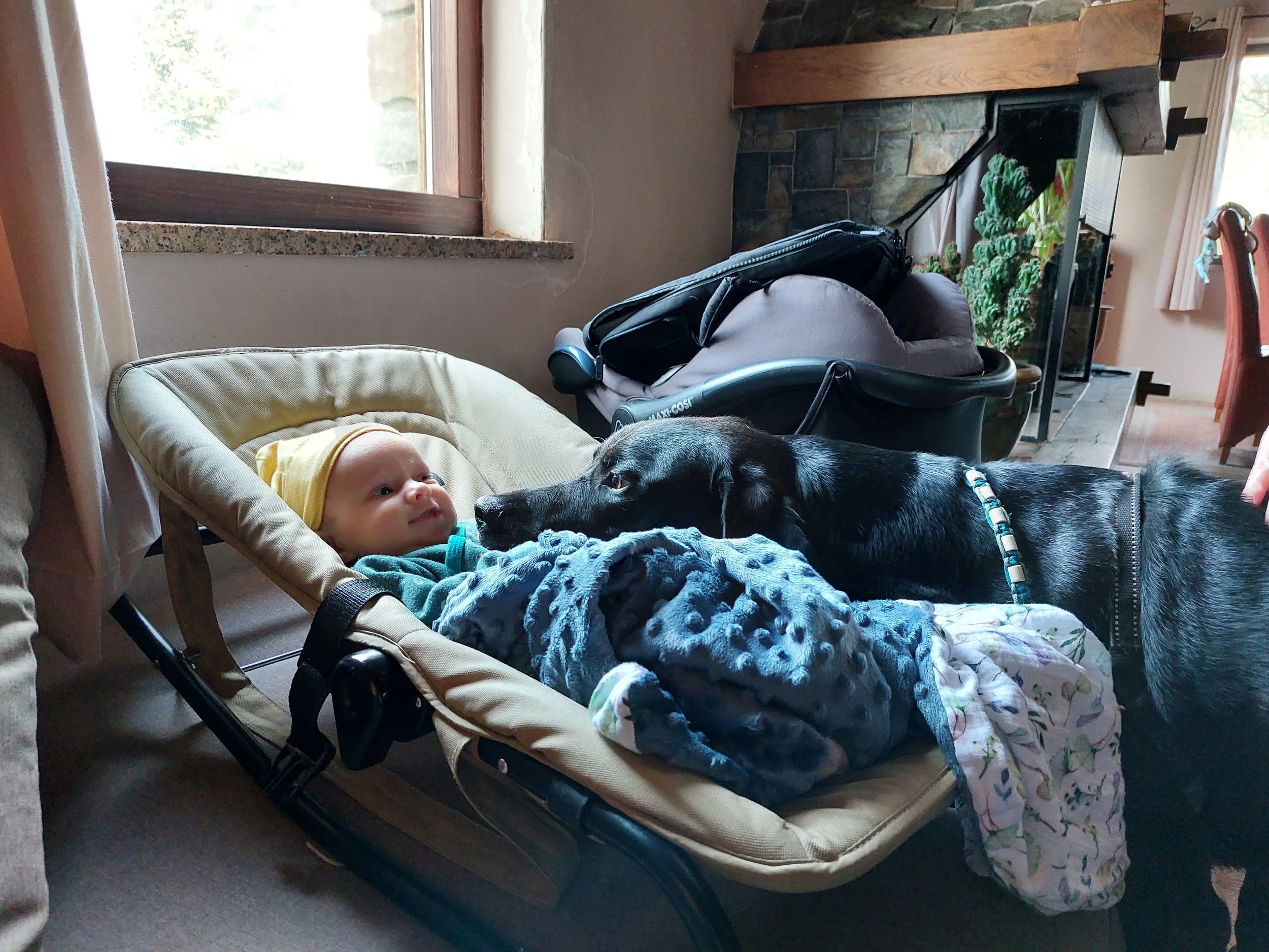 Een baby ligt in een wipper en kijkt naar een zwarte hond die tegen de wipper aan staat, binnen in een woonkamer bij een raam.