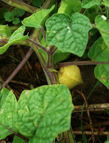 Aunt Molly Ground Cherry 2025 Seed