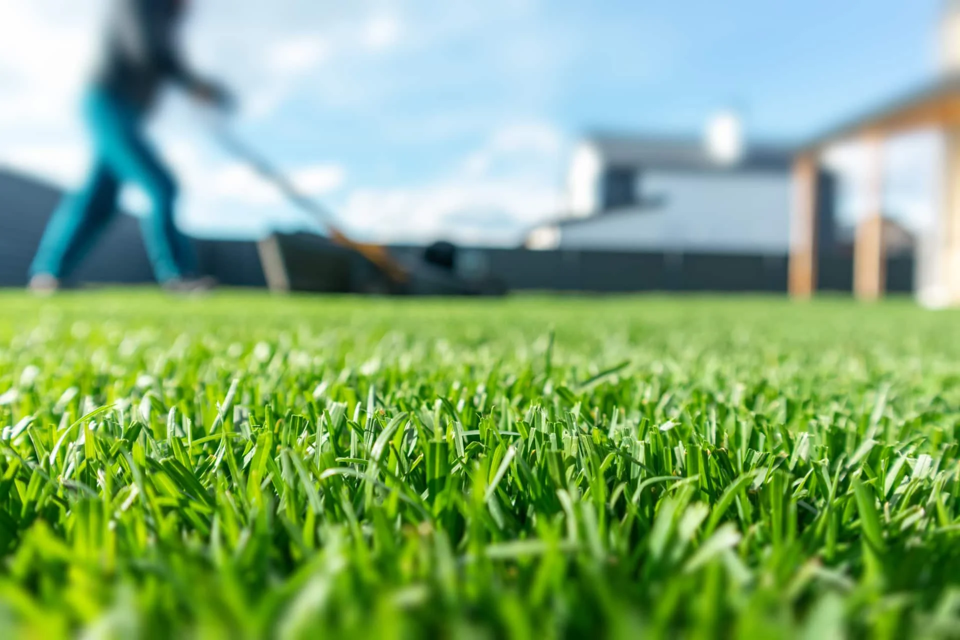 How Do You Maintain a Healthy Lawn in Coastal NC Climates?