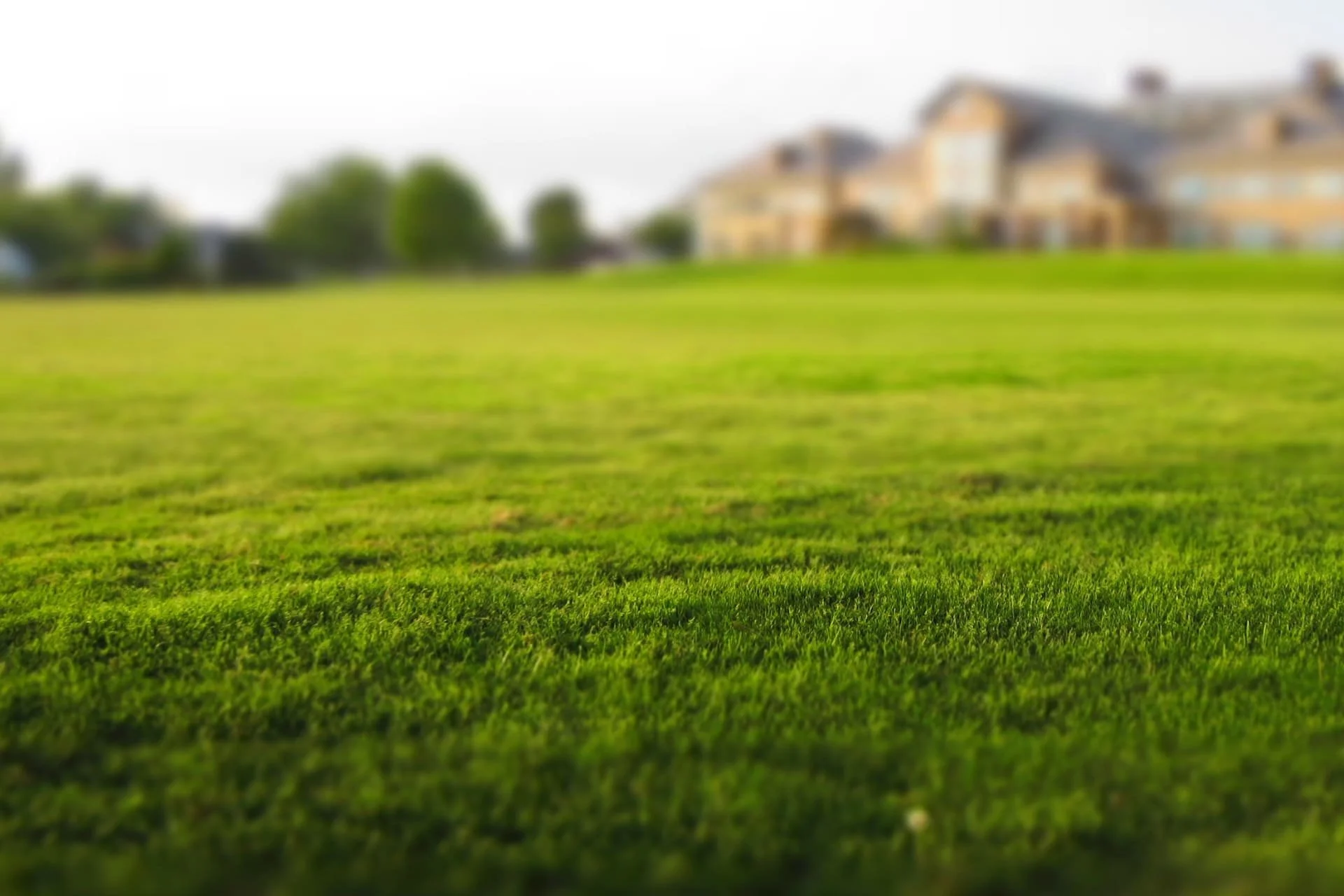 beautiful green grass in a big backyard