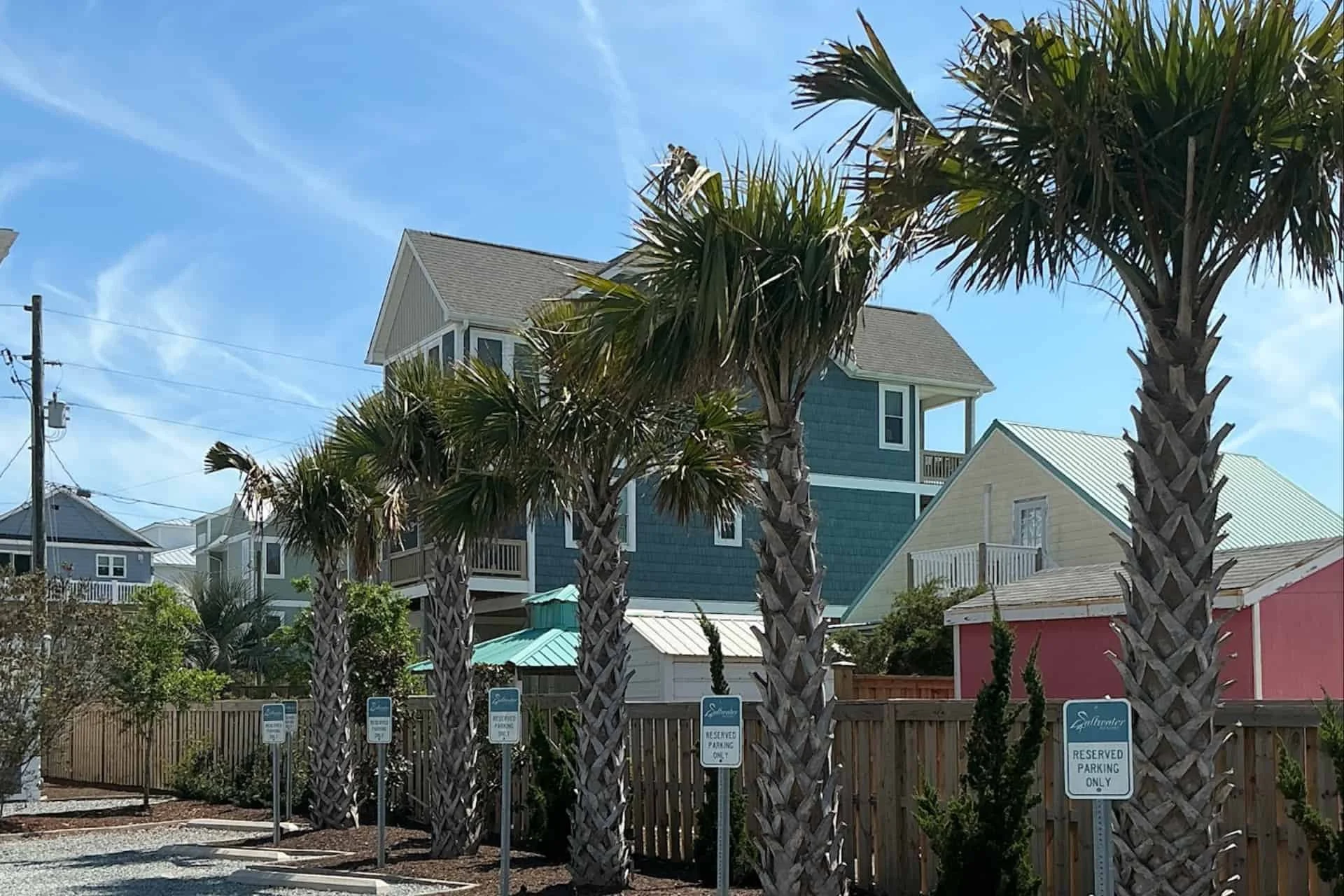 a line of Sable Palm trees on Topsail Island, NC
