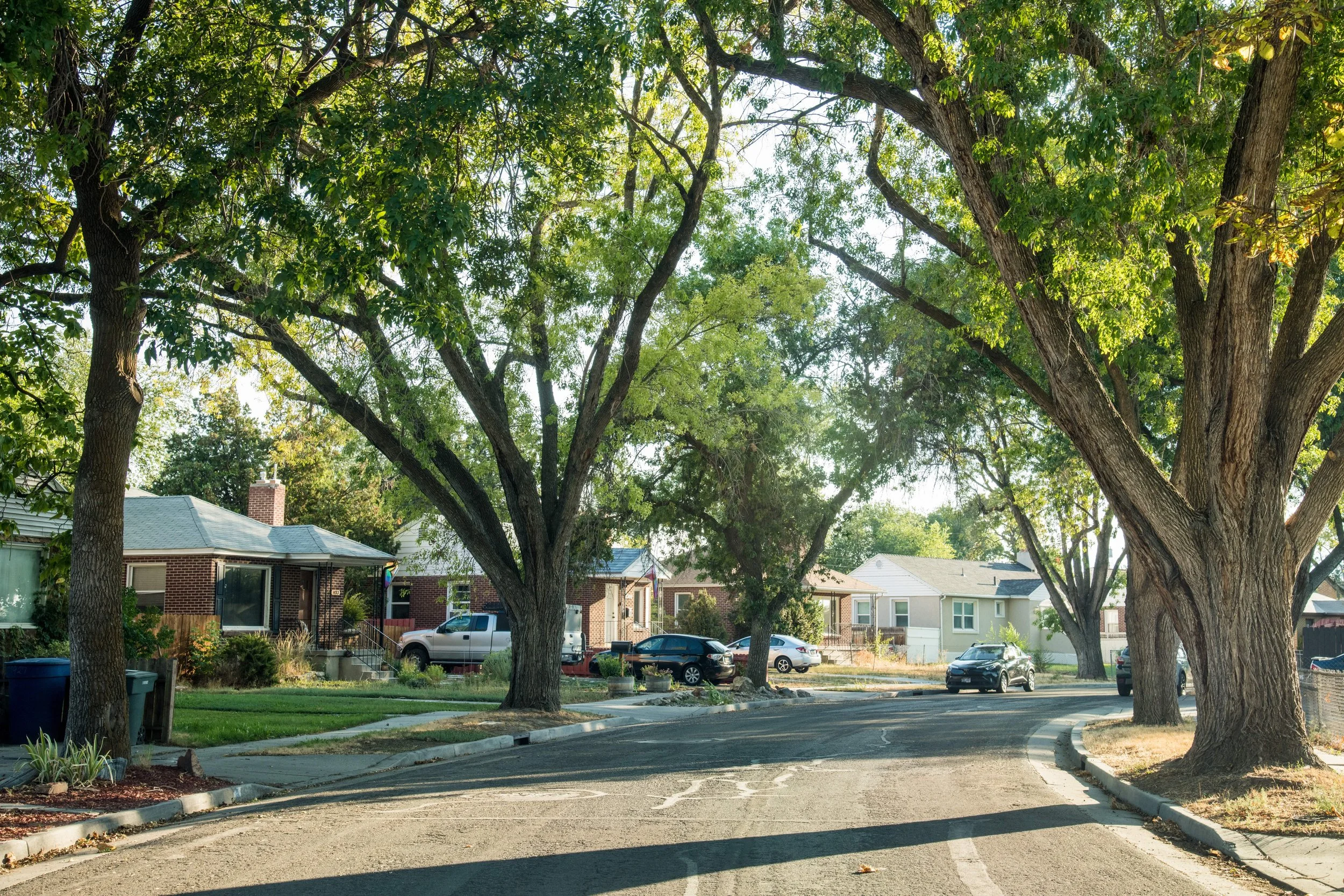 Caring for the trees: Pitching in to save our urban forest