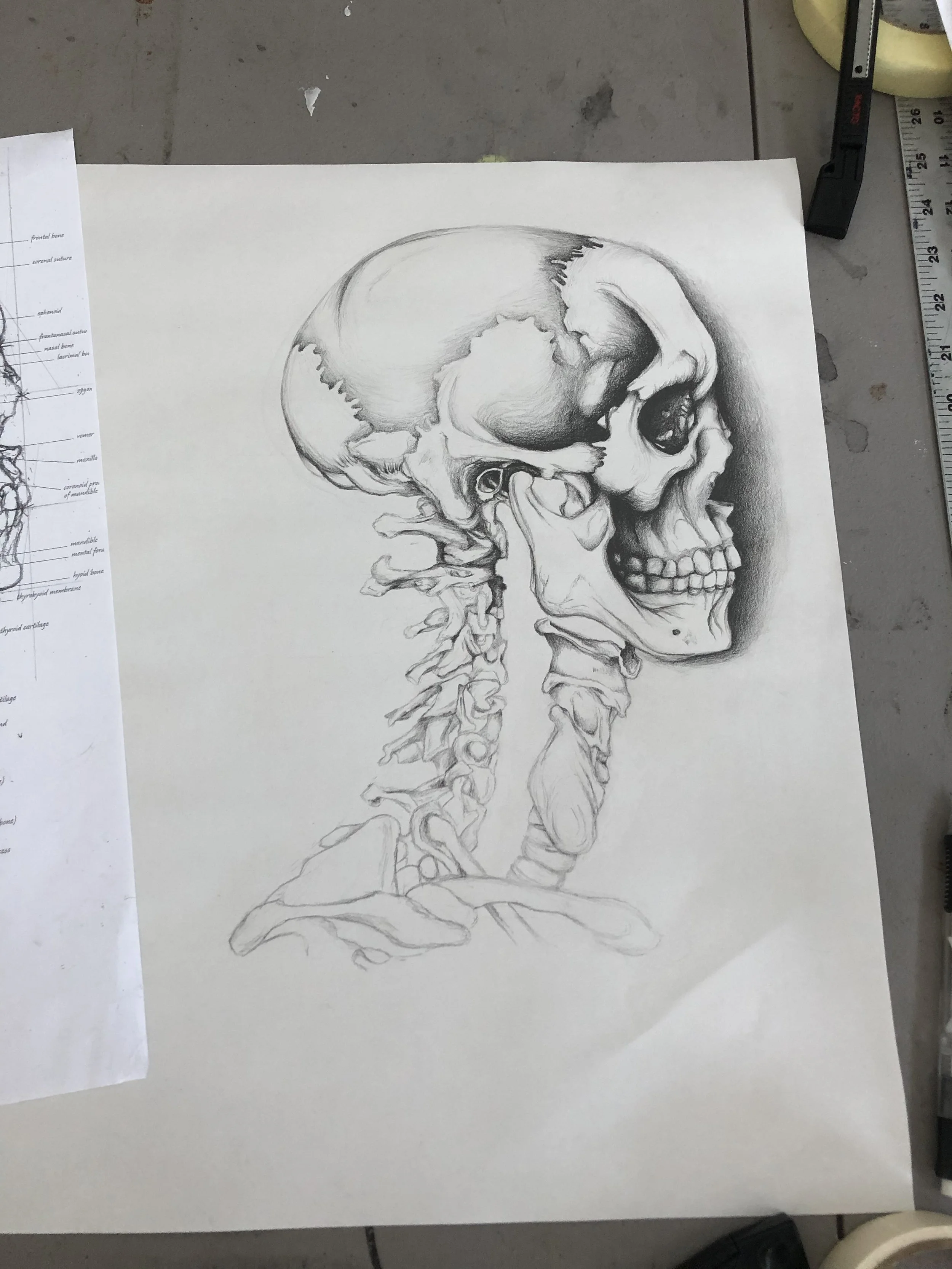 Anatomy Study (2020)
