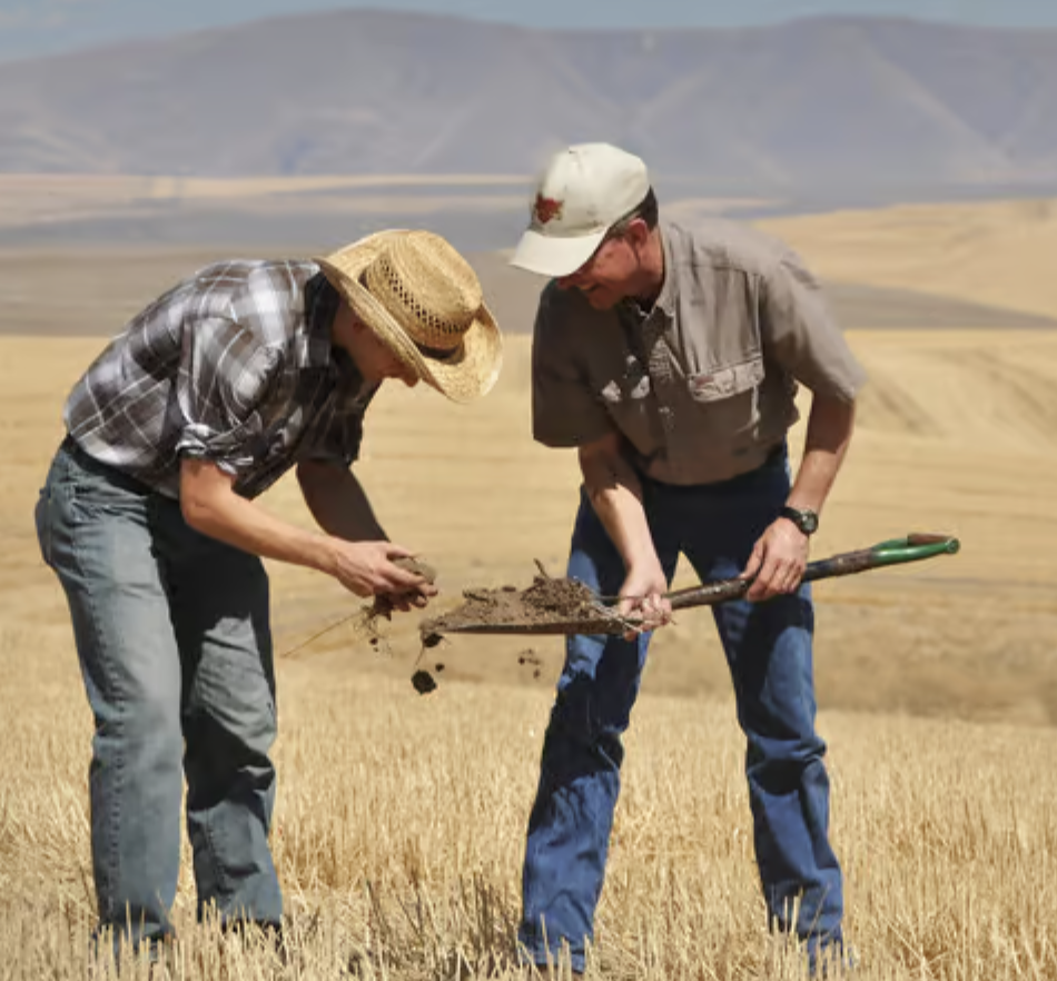 "Farmers standing in a field with a shovel full of soil investigating the characteristics of the soil."