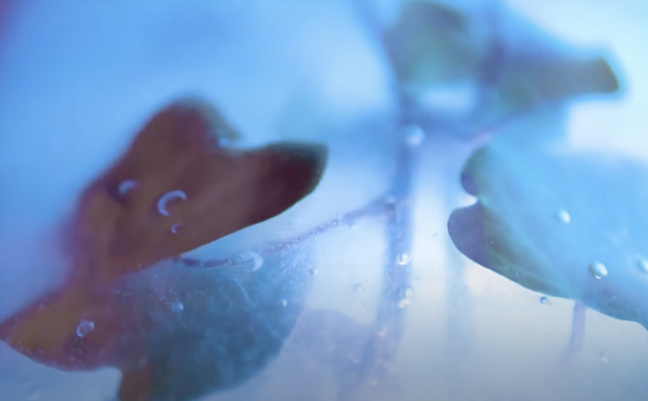 Screen Shot 2022-11-18 at 12.28.22 PM.png