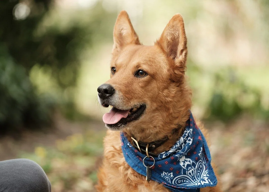 Recently, I've been getting much more into pet photography! Pets are members of the family too, so it's important to get pictures of them too⁠
⁠
#triciaenfieldphotography #seattlephotographer #seattlefamilyphotography #seattlefamilyphotographer #seat