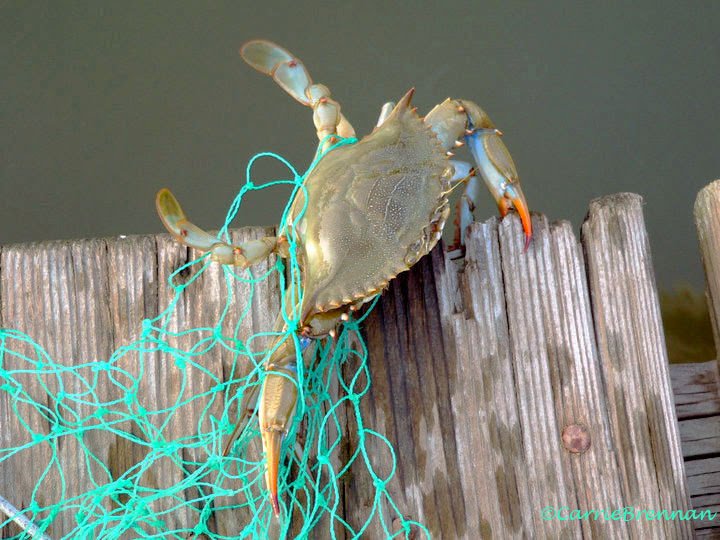 bluecrab.jpg