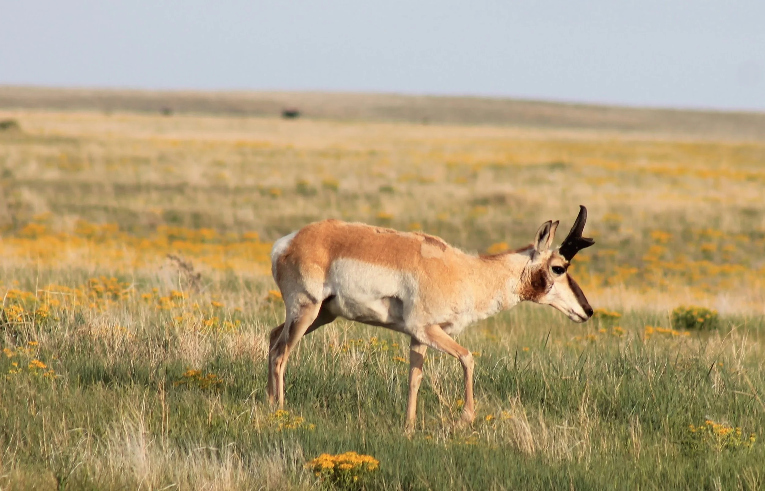 5-26-16 Birding 100 325.JPG