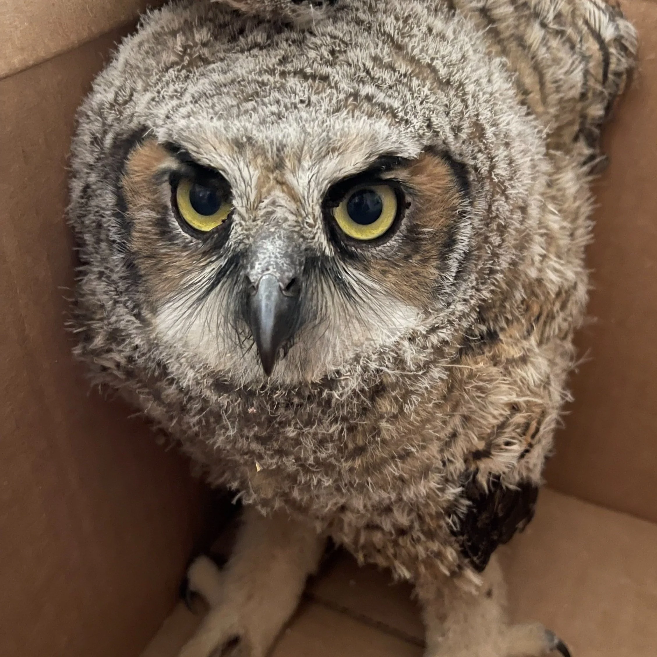 I Found A Baby, Now What?!?!??!?