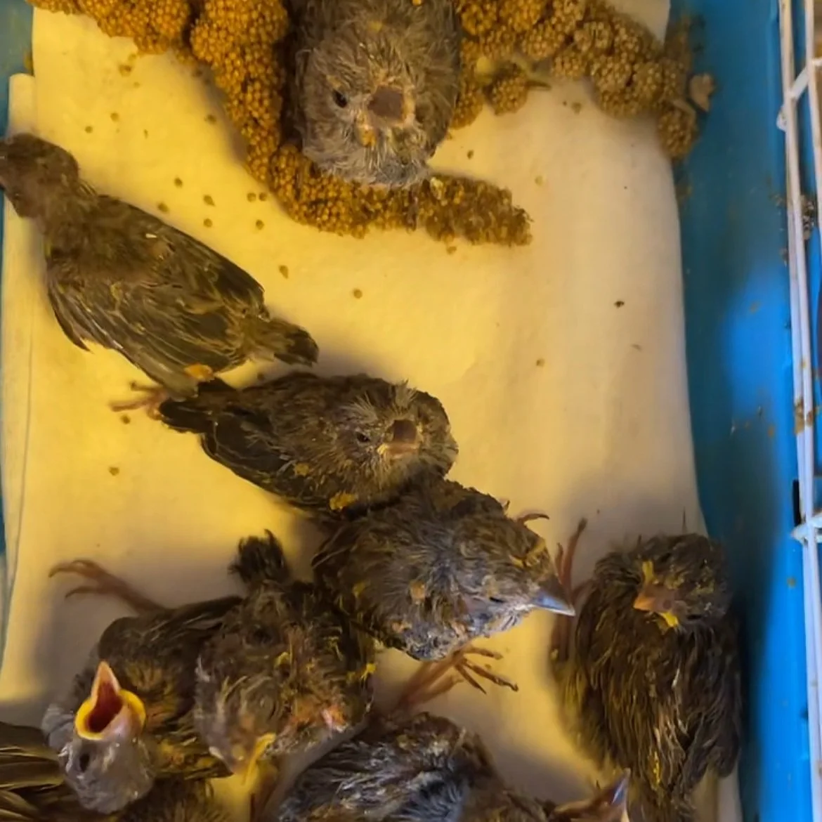 Don’t Trim That Tree-Even if it’s DEAD