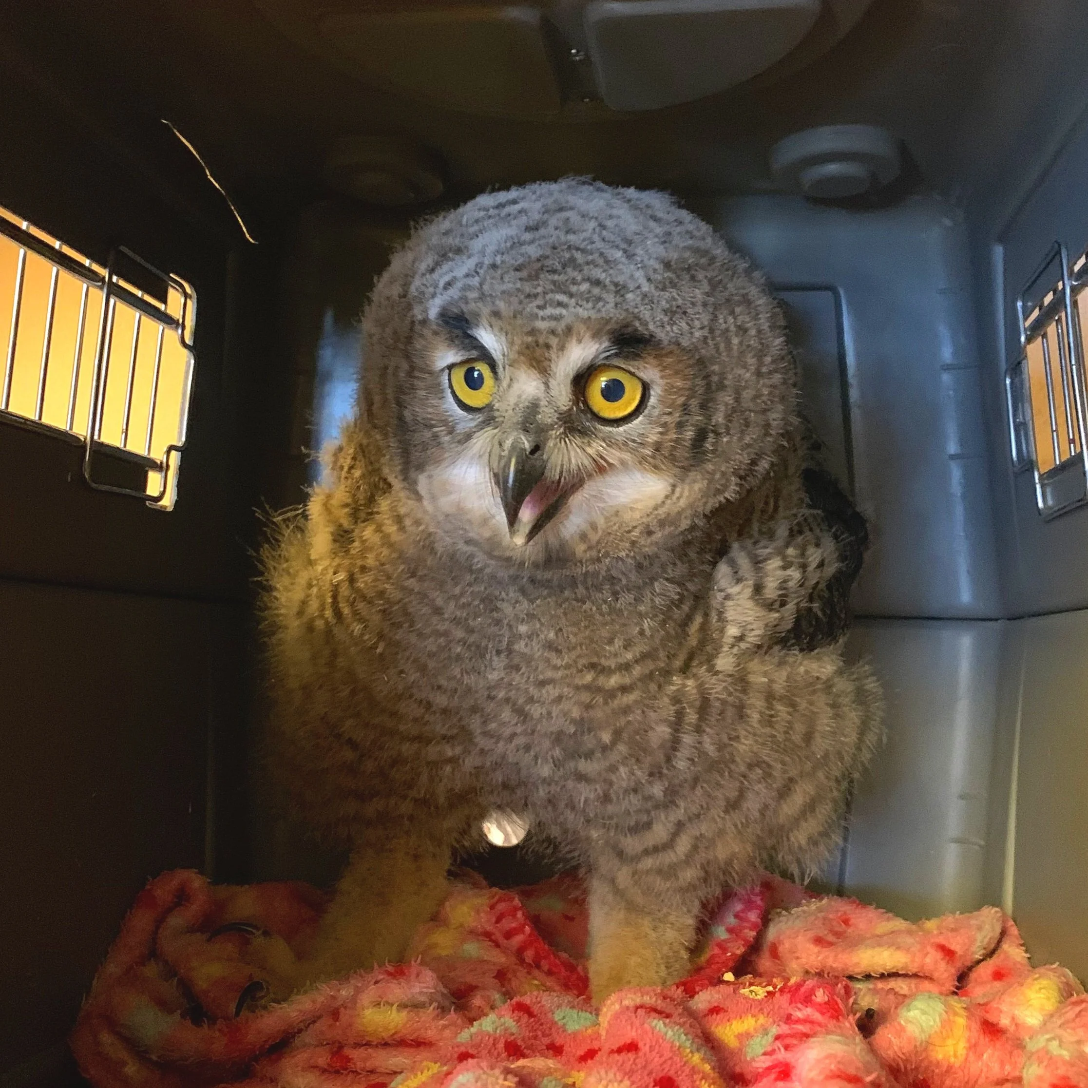 How to Save Wildlife