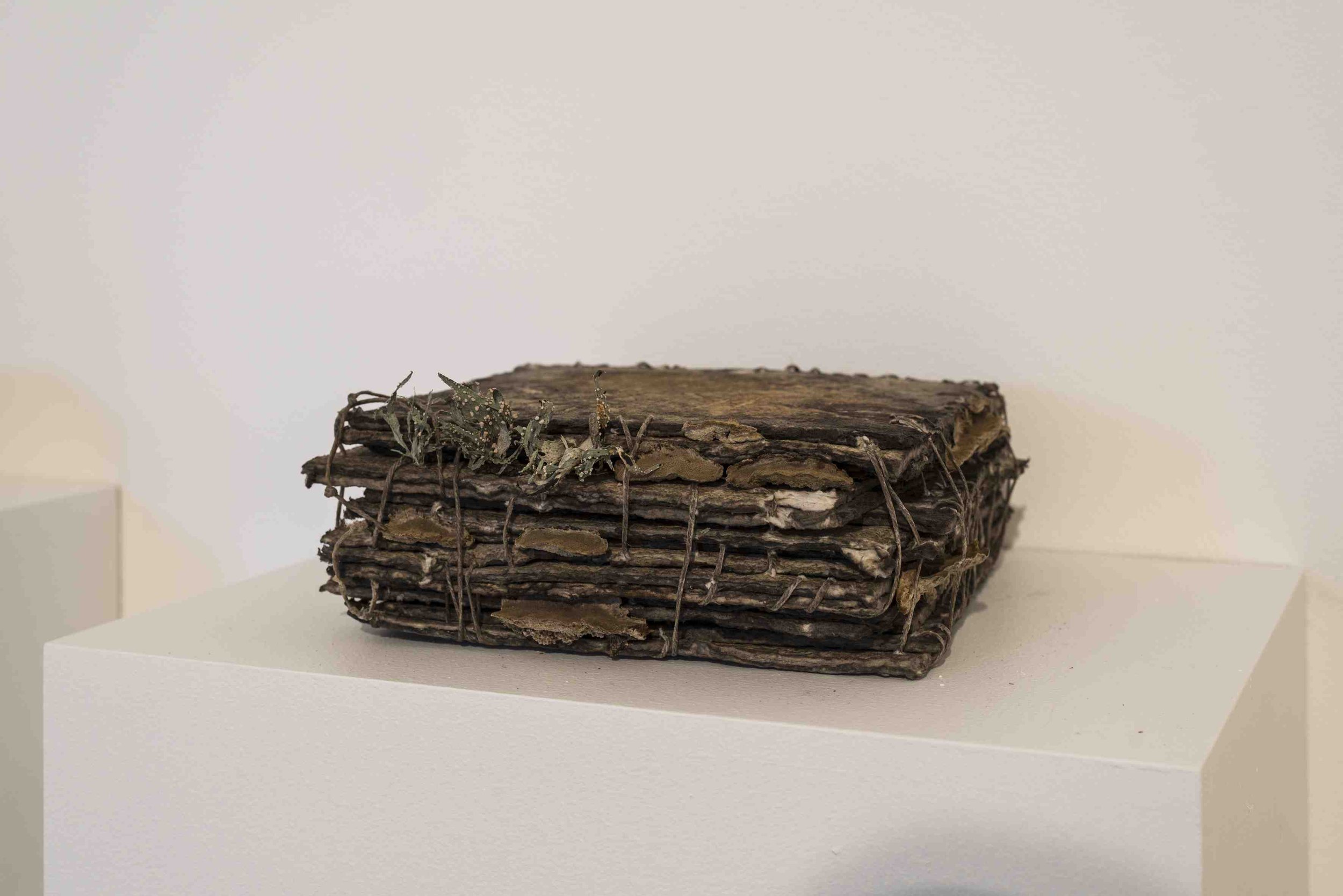 Your mountains and rivers know the secret
300 x 220 x 80mm. Paper, waxed Irish linen thread, fungus.