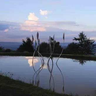 Phragmites