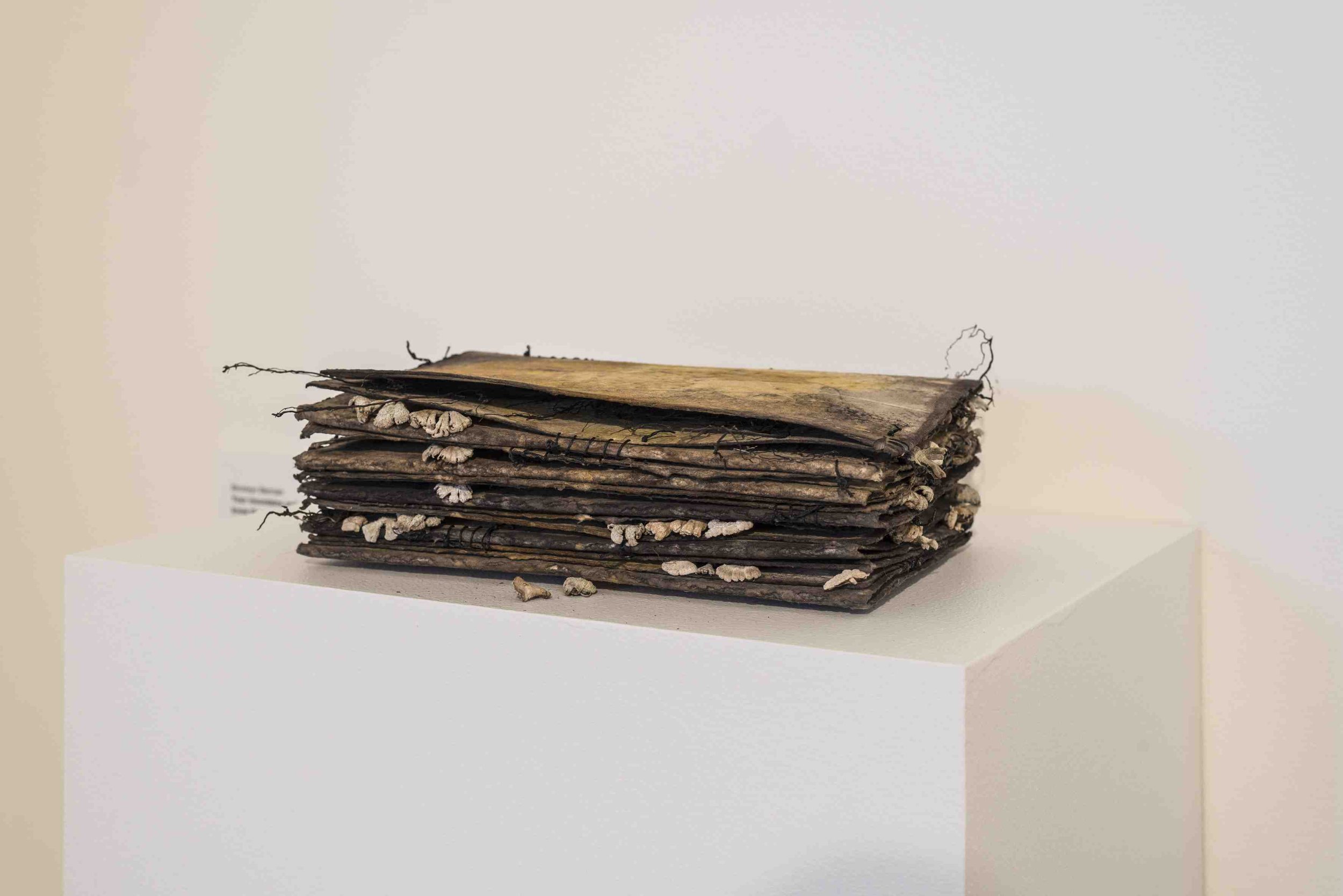What the river says, that is what I say
250 x 250 x 100mm, paper, waxed flax thread, fungus. Paper contact printed with plant material from the Nepean River