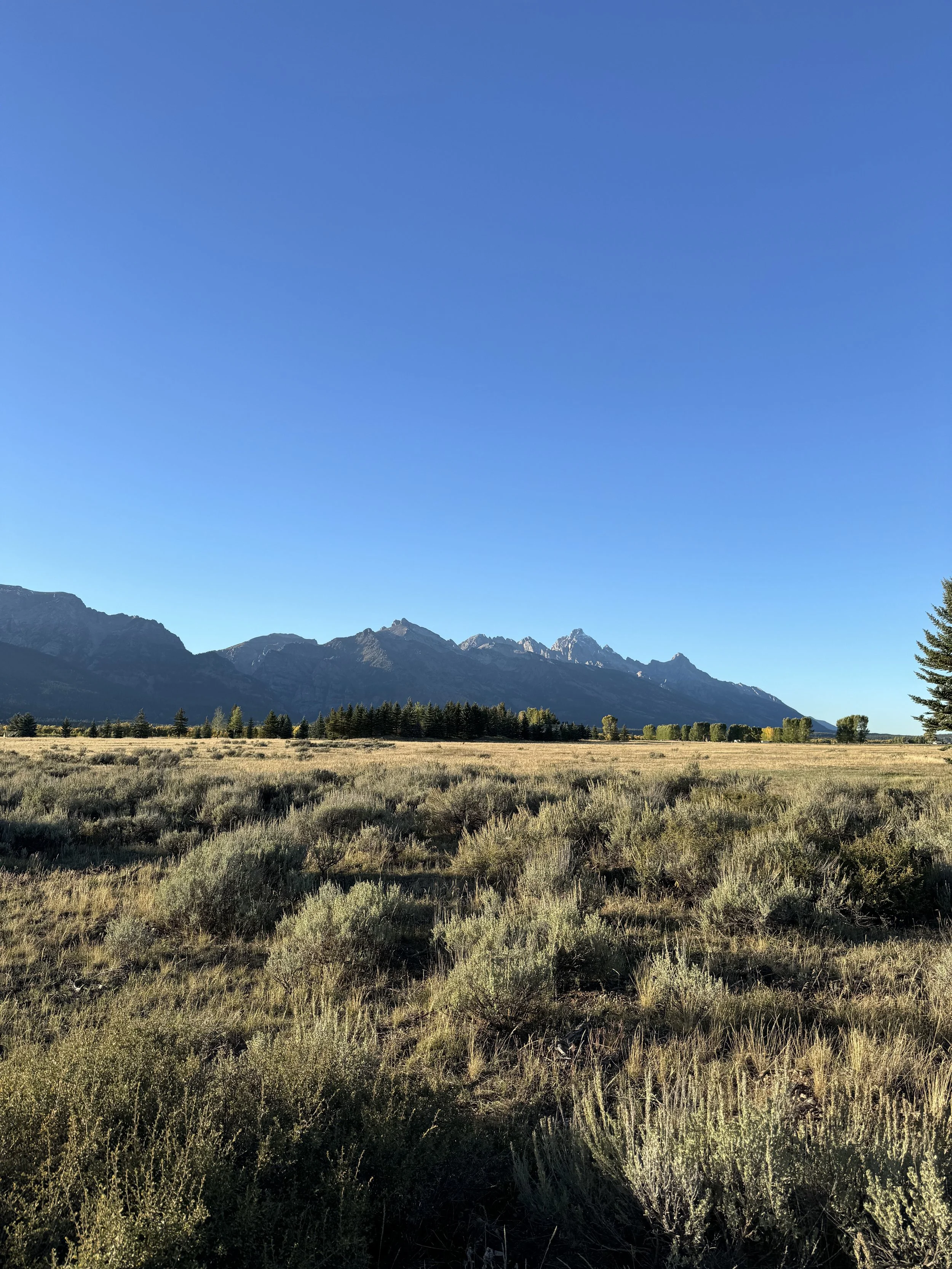 Leaning Into Routine: The Shift from Pitta to Vata
