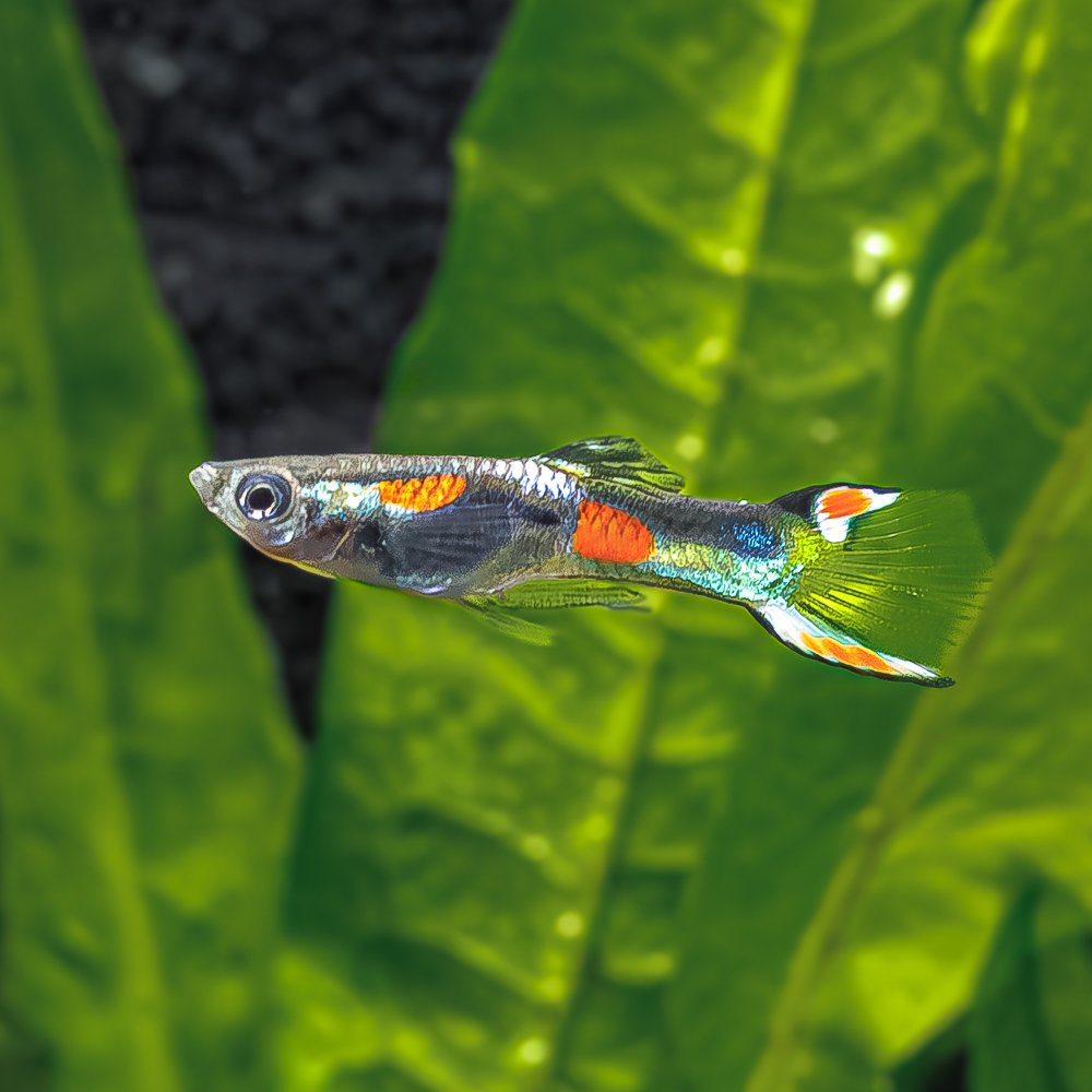FA-Fish-VenezuelanEndler-M2W424.jpg