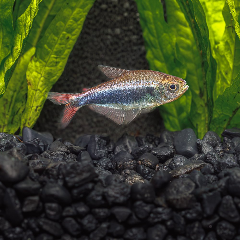 FA-Fish-BleedingBlueTetra-M2W124.jpg