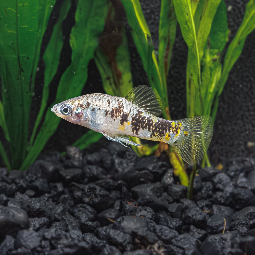 FA-Fish-BandedLimia-M5W124.jpg