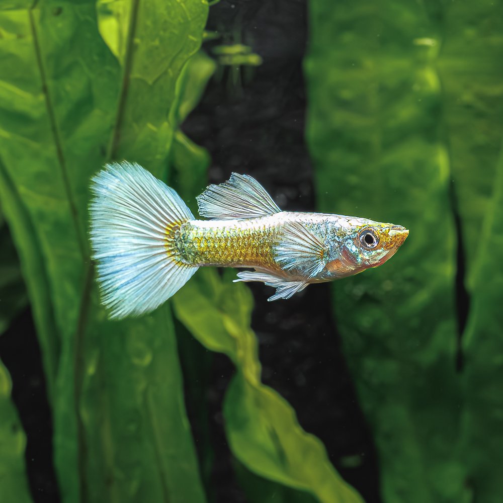 FA-Fish-DE_PlatinumWhiteGuppy-M2W424.jpg