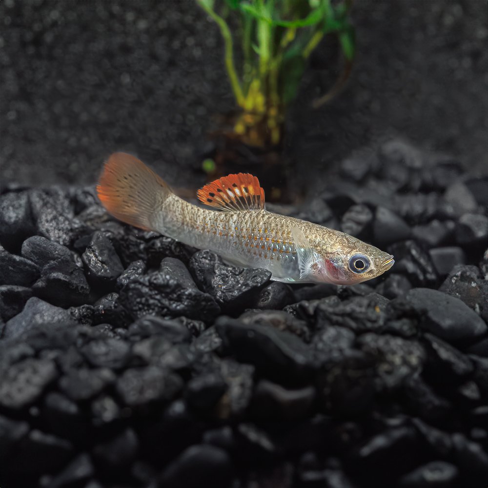 FA-Fish-LibertyMolly_Male-M3W224.jpg