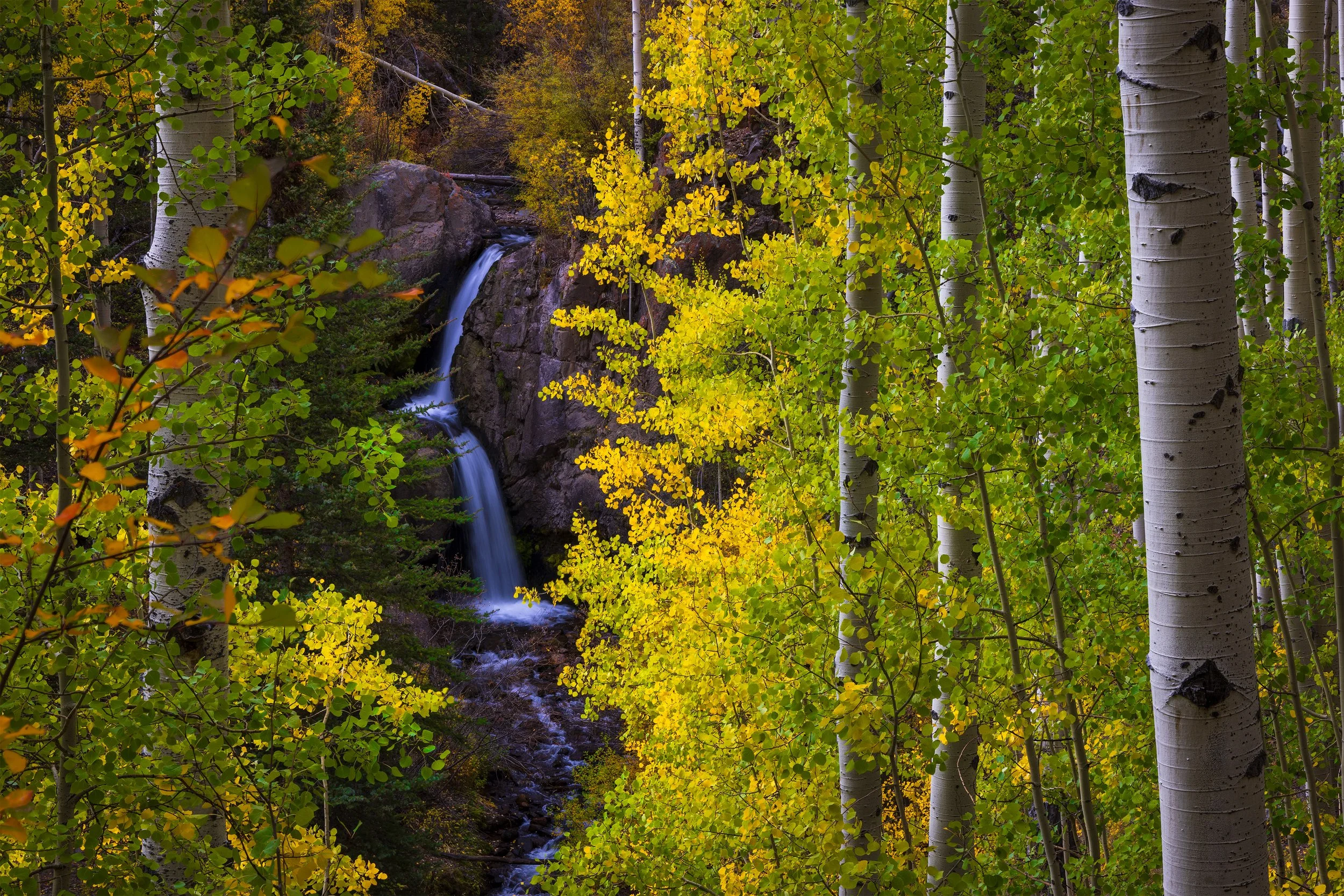 A forest scene with white-barked aspen trees and yellow and green leaves, showing a small waterfall flowing over rocks in the background.