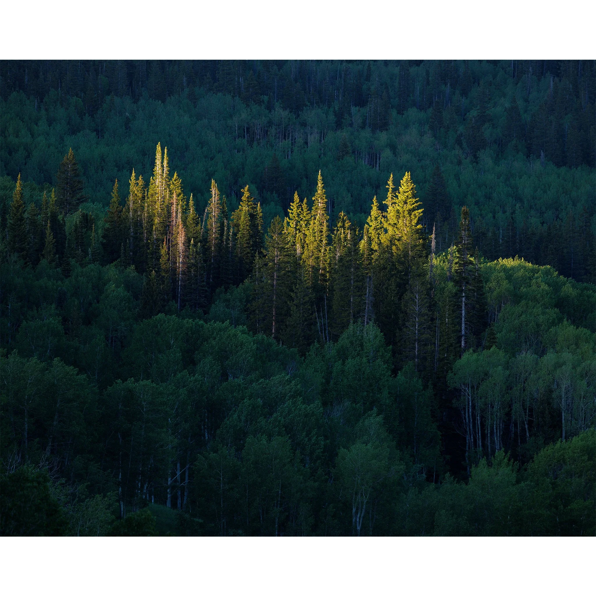 Last evening light on the tops of Engelmann spruce in a dark forest, Gunnison National Forest, Colorado.