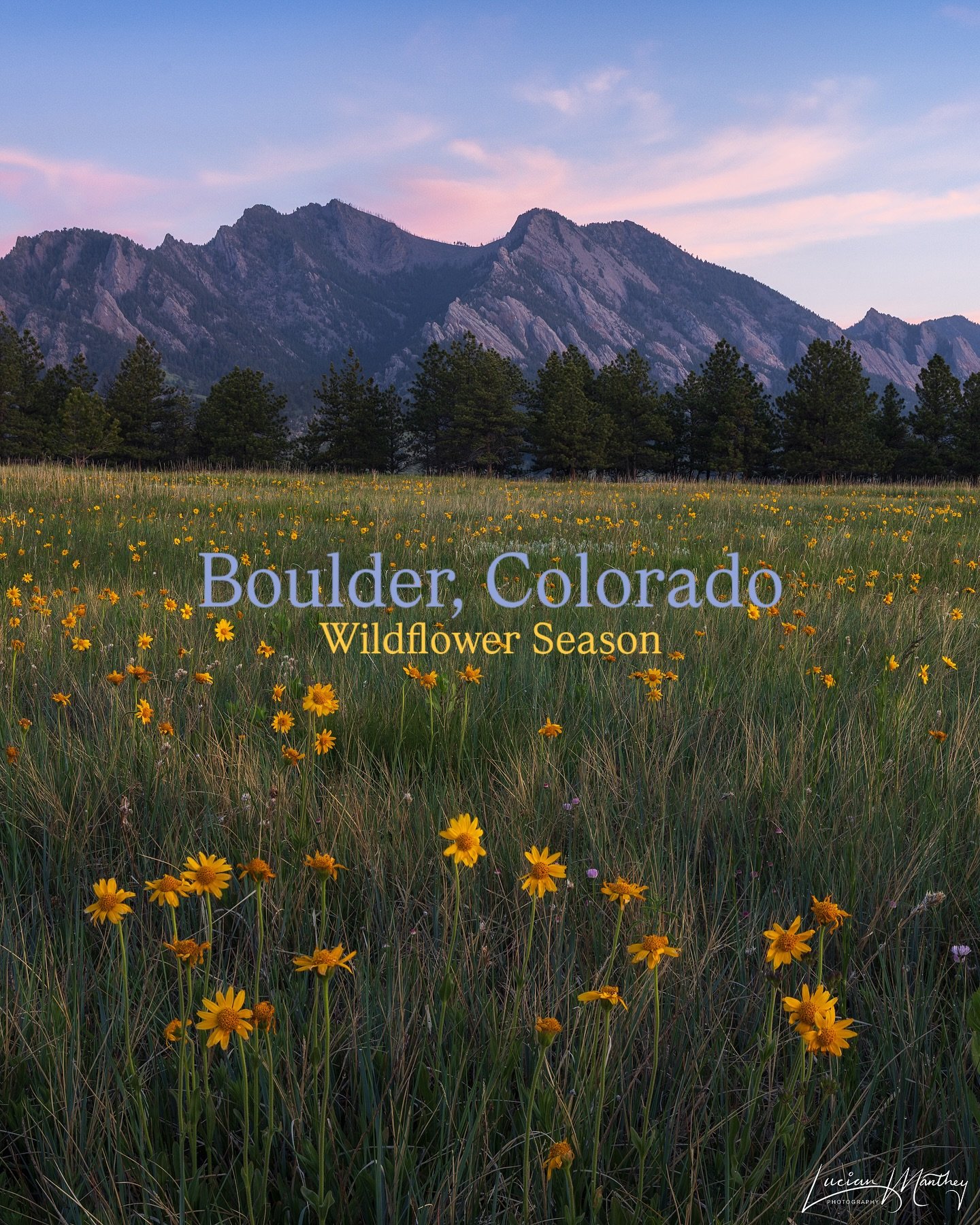Purple Mountain Majesty &amp; Wildflower Fields Forever

It&rsquo;s starting to get colorful here in Colorado! Do you have any trips planned to see the wildflowers blooming across the state? I do!!