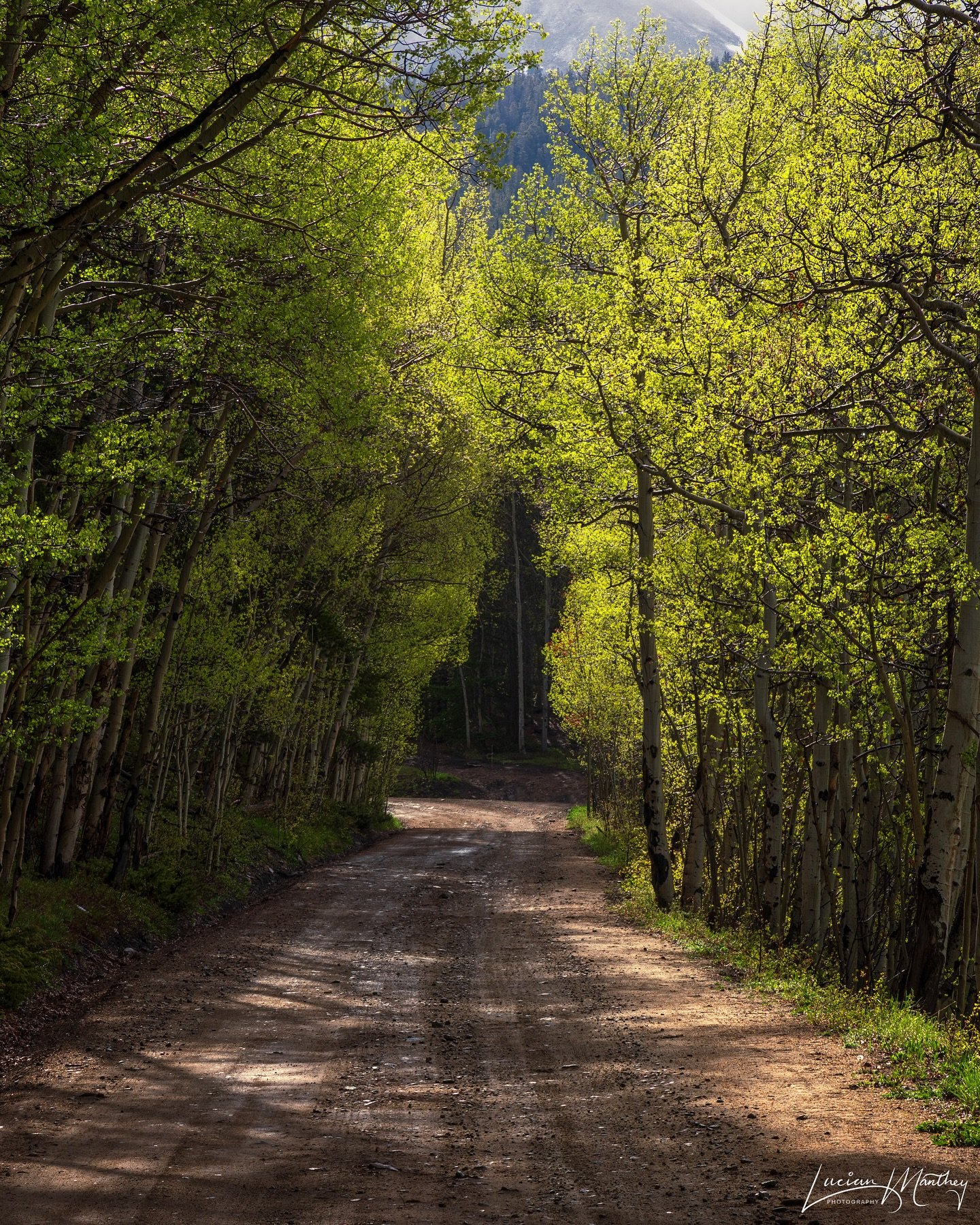 Spring Greens &amp; Foggy Trees

#Colorado #NaturePhotography #Spring #Mountains