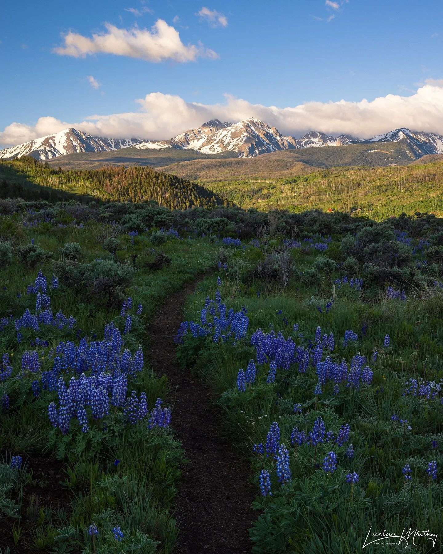 Wildflowers below the Gore Range

June is such a beautiful time of year in Summit County. As the alpine snowpack begins to melt and fill out seasonal creeks and streams, wildflowers begin to flourish down in the valleys below. Lupine and other wildfl