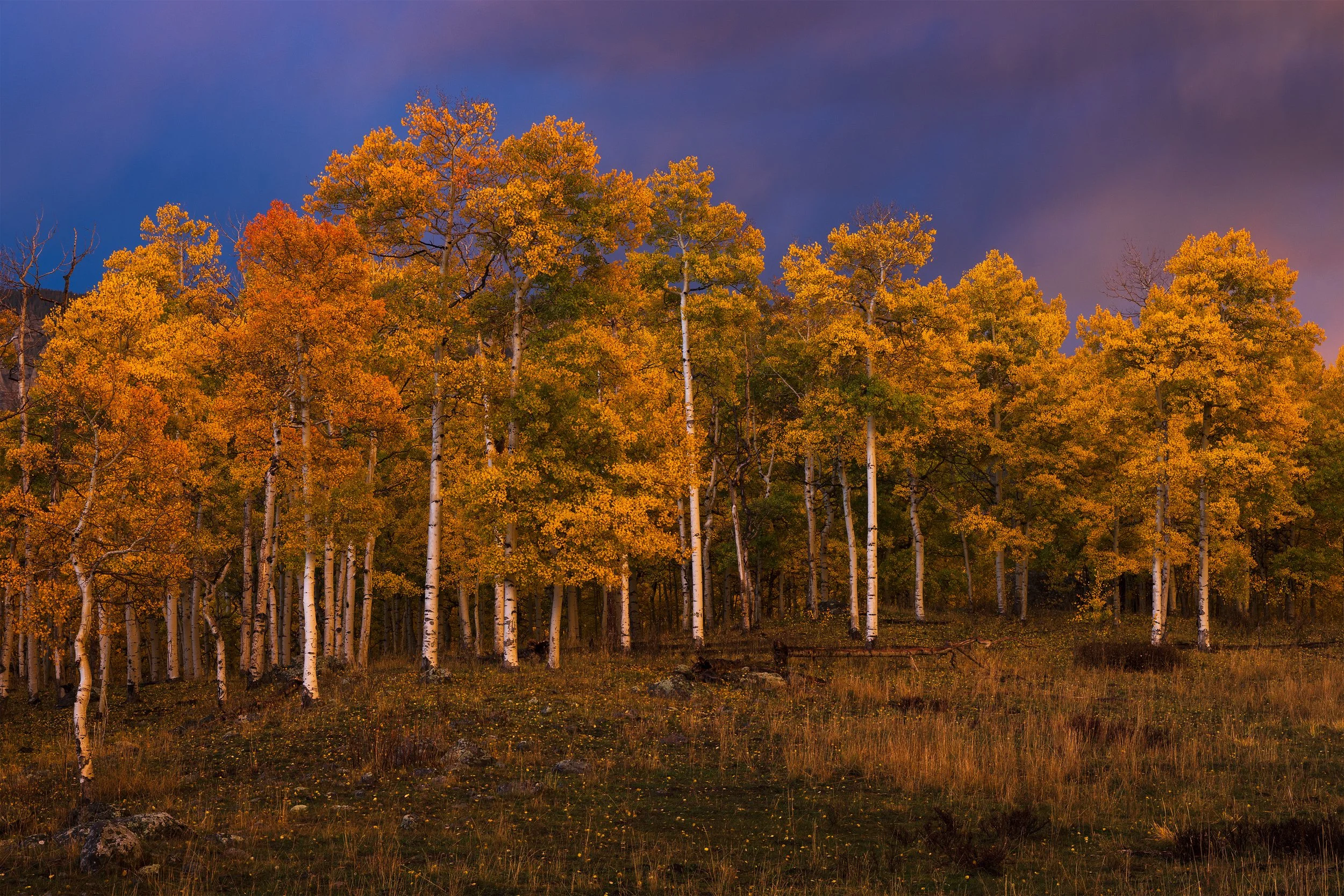 A forest of tall, white-barked trees with yellow and orange autumn leaves under a dark purple sky.