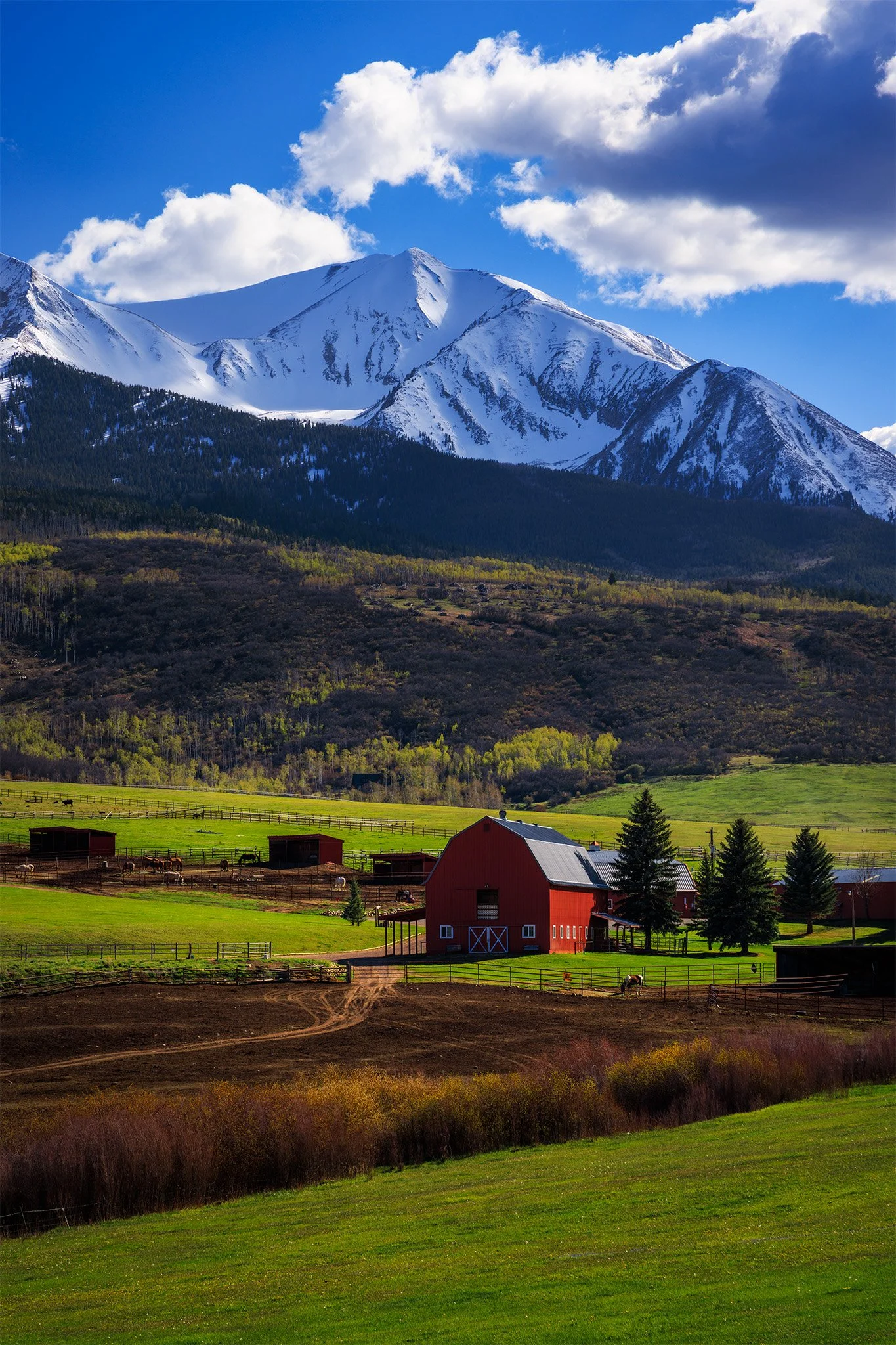 Red barn and green pastures below snow-capped Mount Sopris in spring near Carbondale, Colorado.