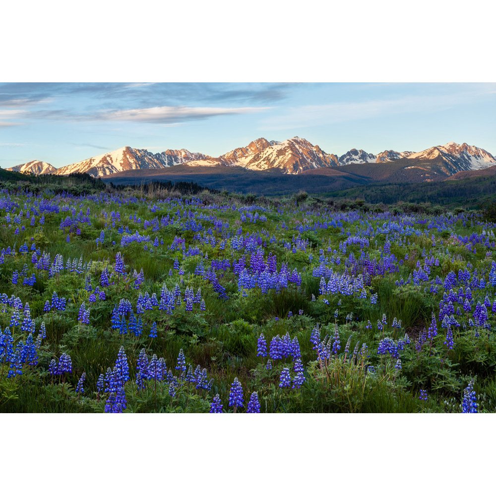 Gore Range Lupine.jpg