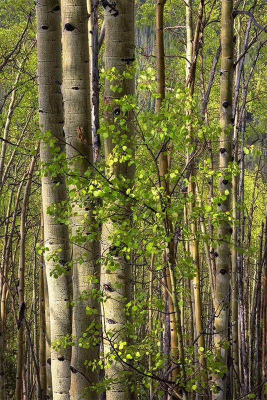 Spring Aspens on Boreas Pass