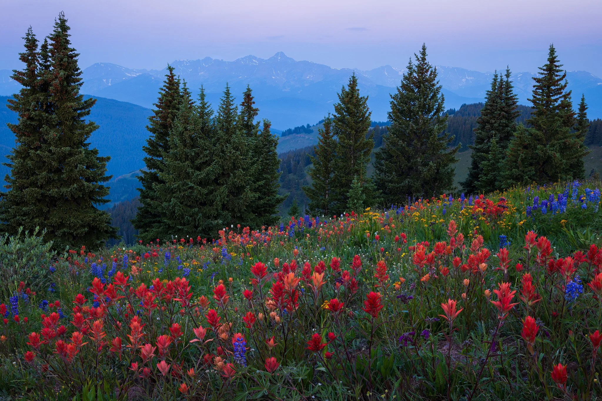 COLORADO WILDFLOWERS