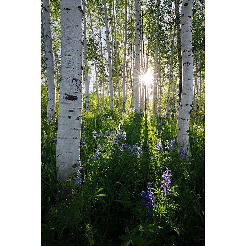 Aspen-Forest-Colorado-Photography.jpg