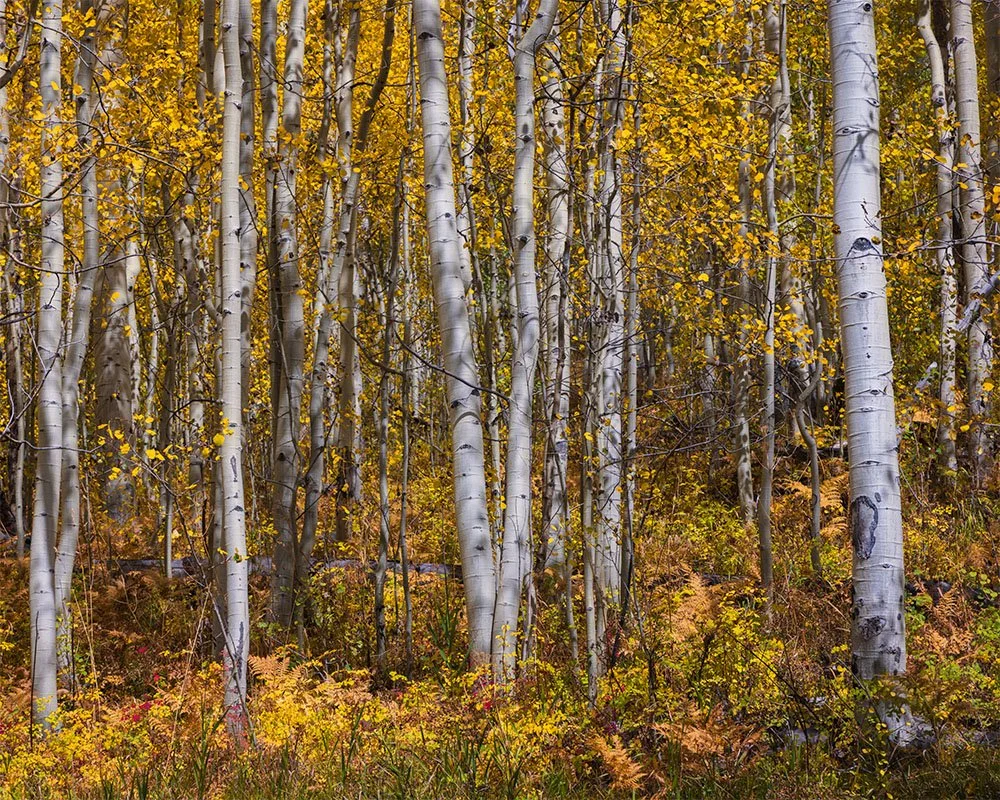 Owl Creek Pass Aspens