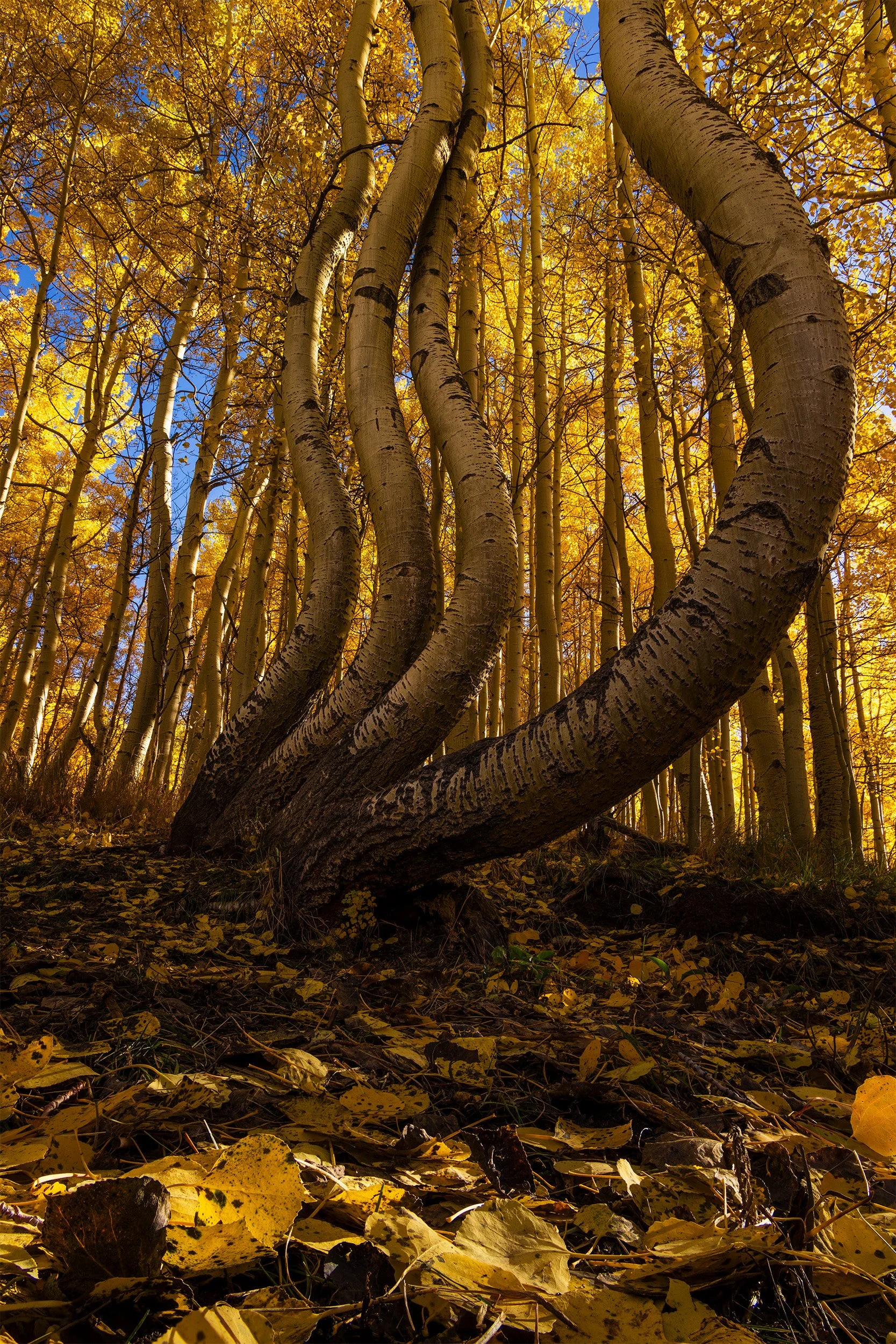 Colorado-Dancing-Aspen-Trees-in-Fall.jpg
