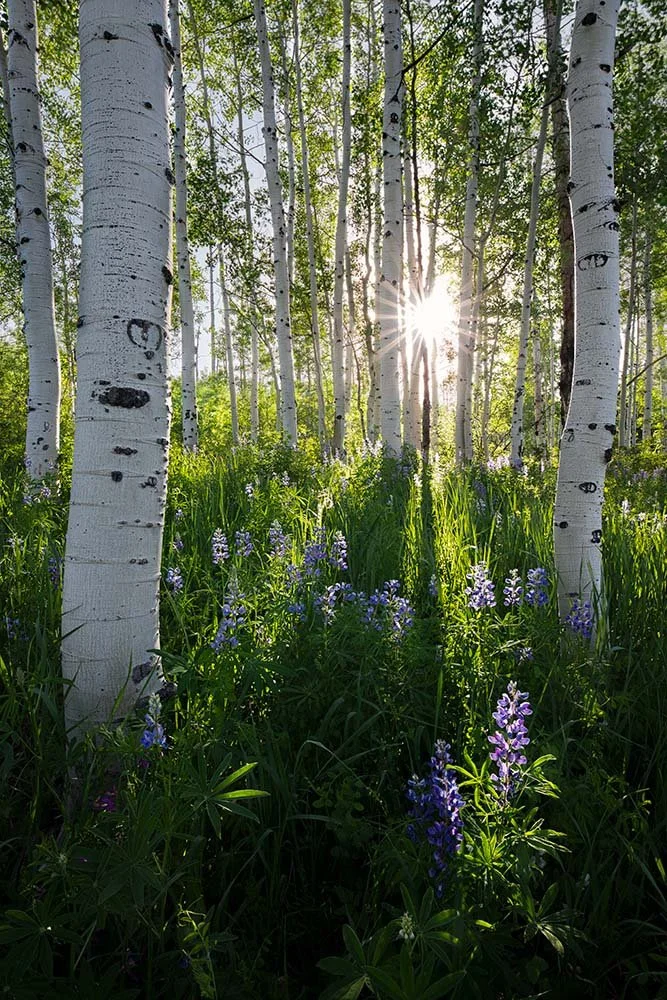 Enchanted Forest