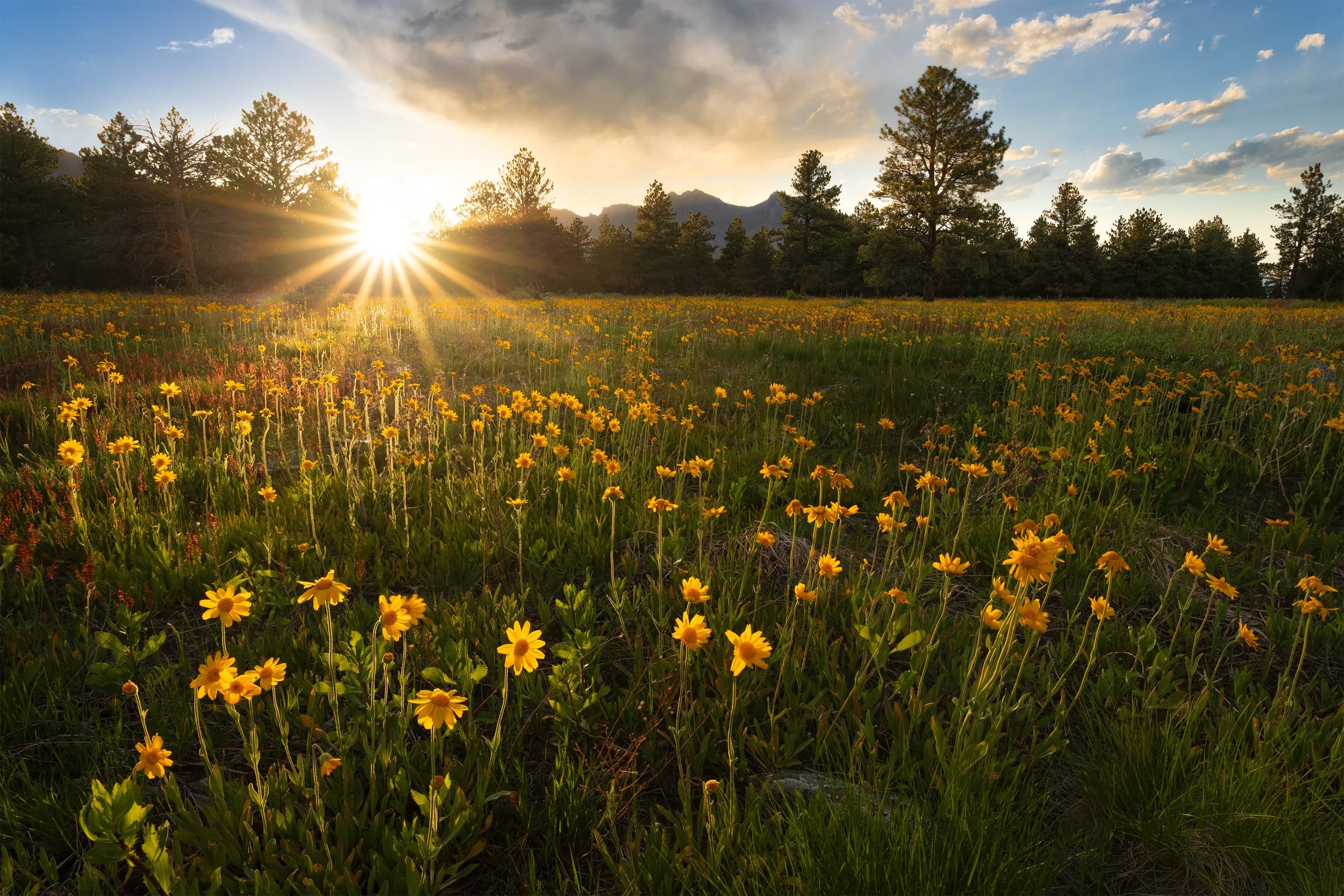 Sunset over a field of yellow wildflowers with scattered trees and distant mountains in the background.