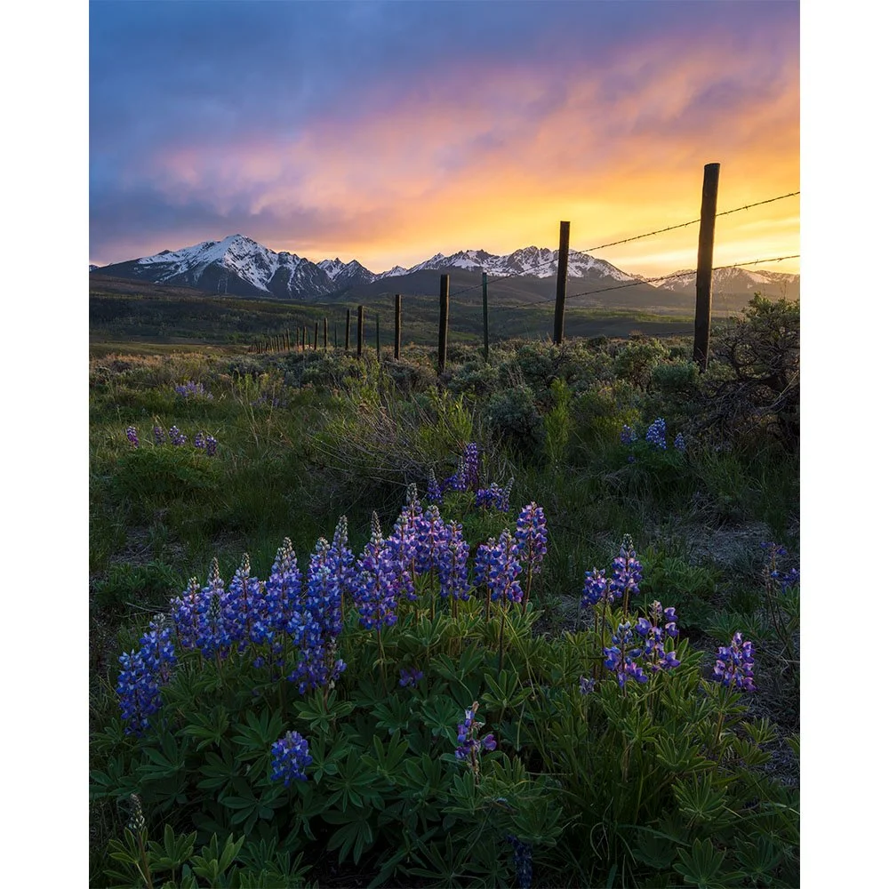 Lupine wildflowers in bloom at sunset in an alpine meadow near Ute Pass Road, with the Gore Range in the background, north of Silverthorne, Colorado