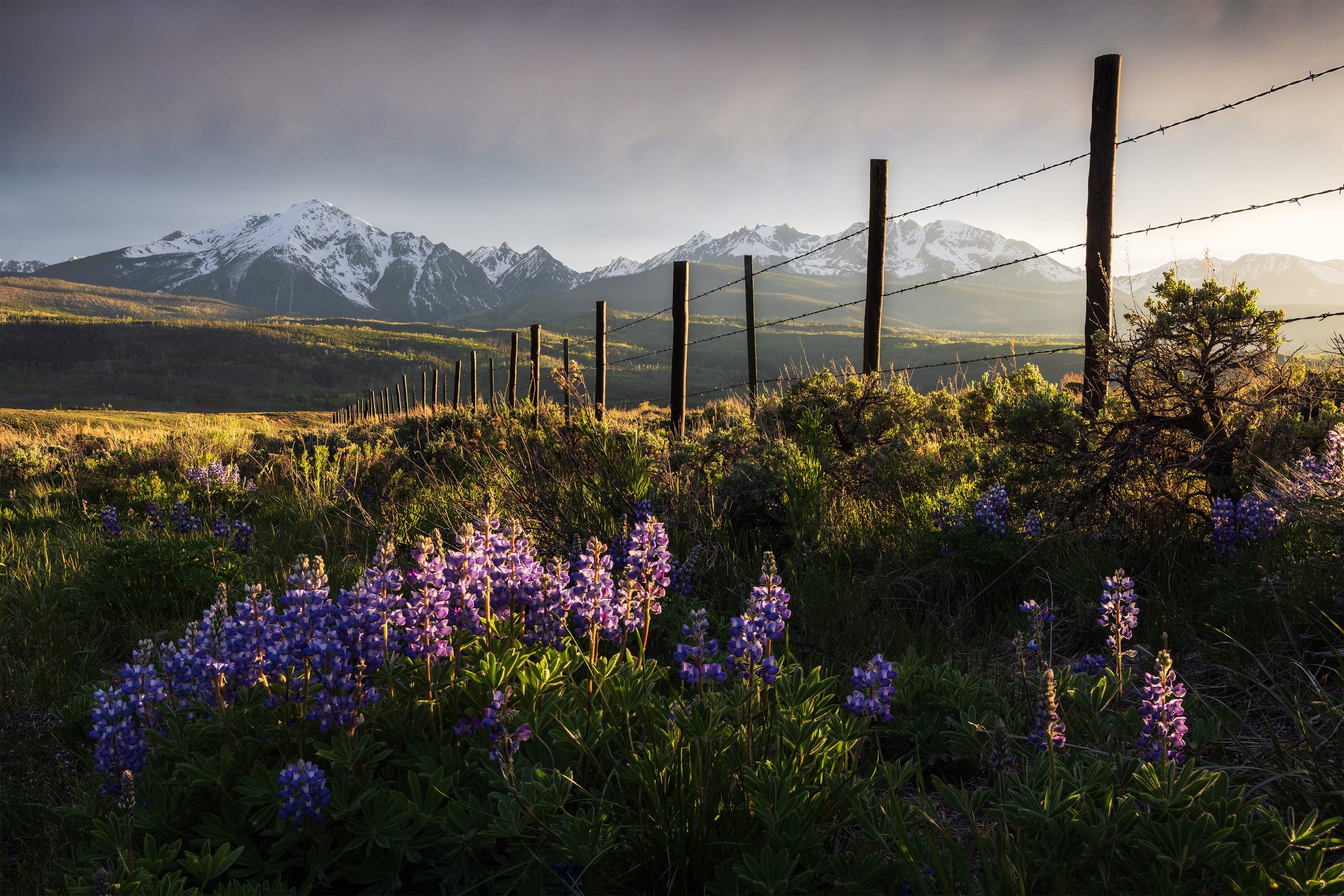 A scenic landscape with mountains in the background, snow-capped peaks, a barbed wire fence in the foreground, and purple wildflowers near the fence, illuminated by warm sunlight.