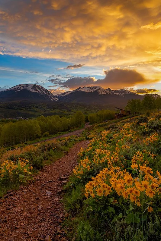 Silverthorne Wildflower Sunset