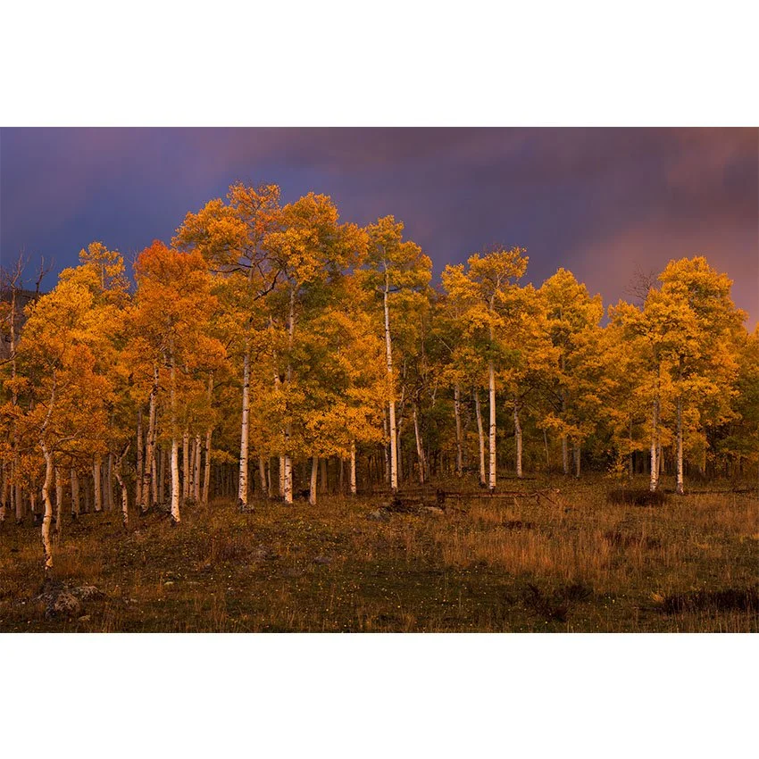 Aspen Glow