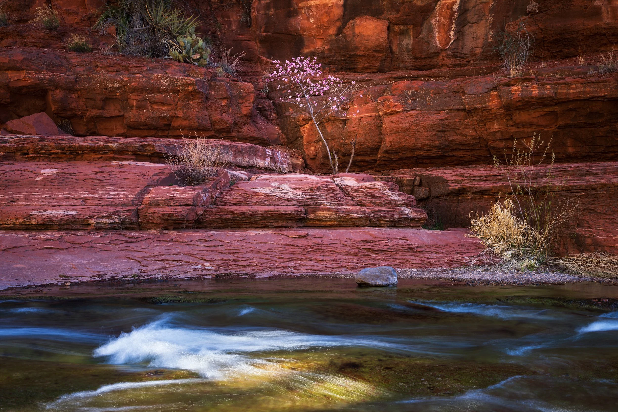 A desert scene with red rock formations, a small tree with pink flowers, cacti, and dry bushes next to a flowing river.