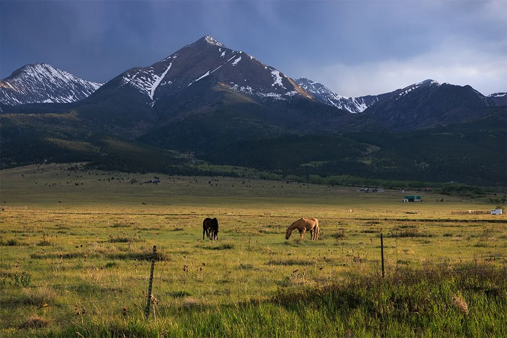 Horses Grazing near Westcliffe