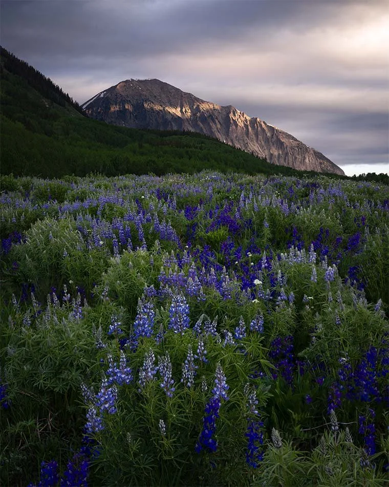 High Country Summer