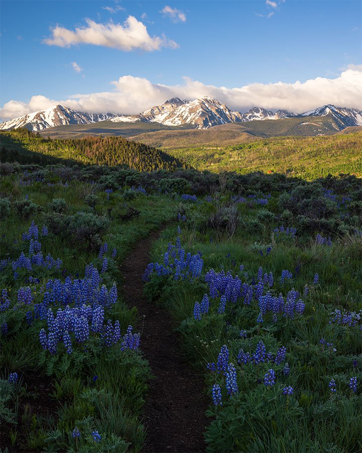 Lupine Trail