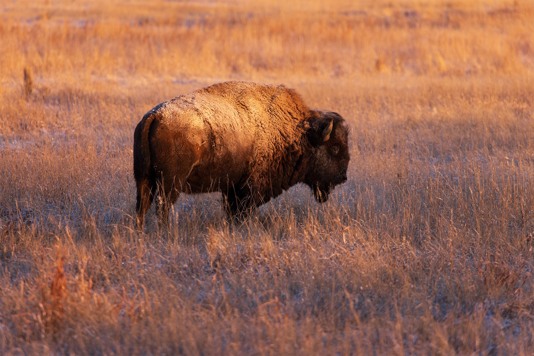 Bison in Snow 1