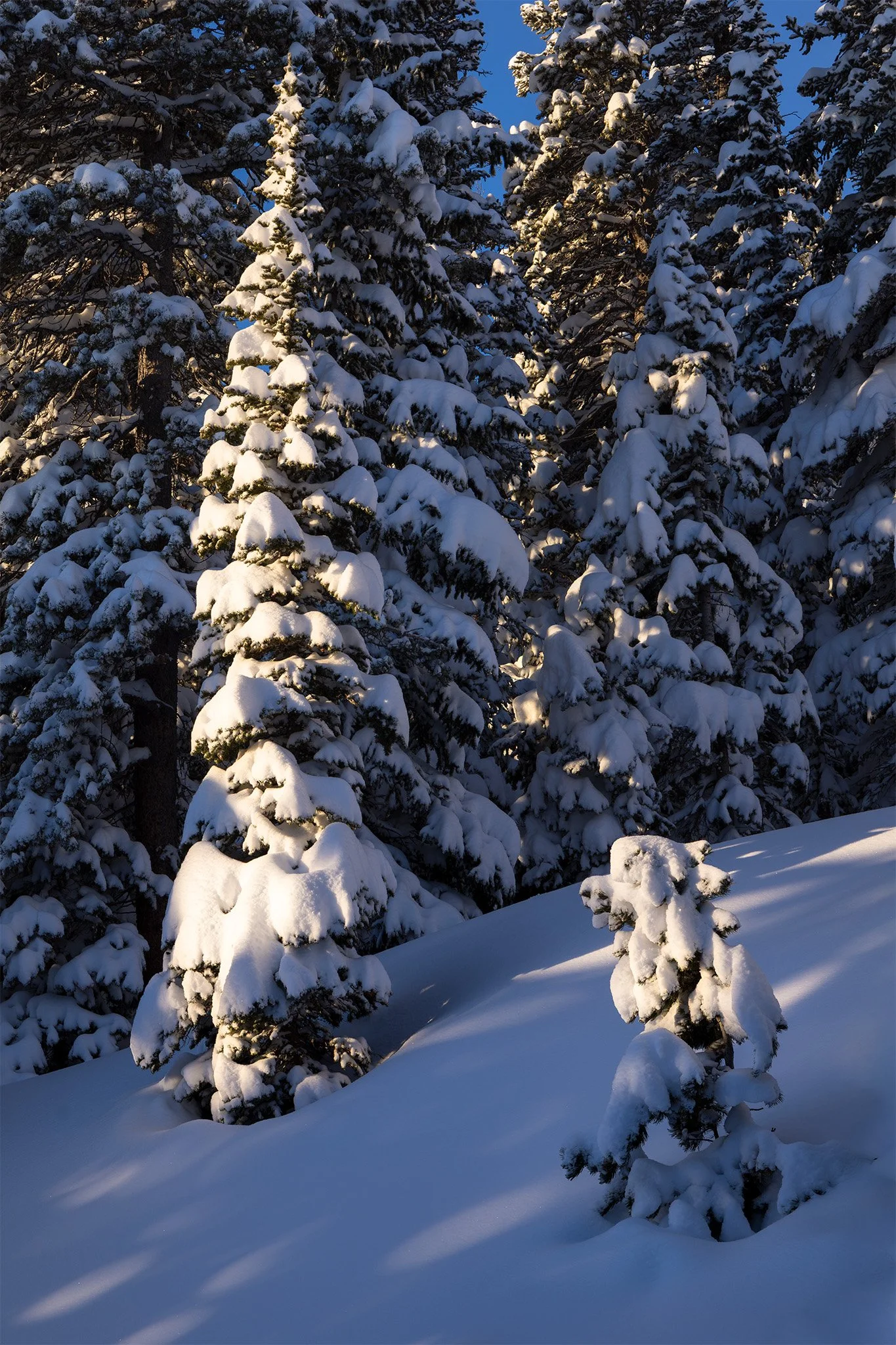 Morning sunlight on a snow-covered spruce in a shadowed winter forest, Indian Peaks Wilderness, Colorado.